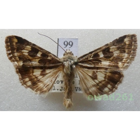 Protoschinia scutosa (Denis & Schiffermüller, 1775) Czech99